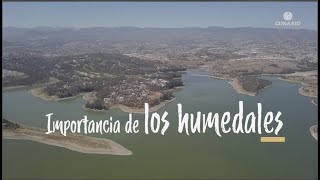 Importancia de los humedales [upl. by Bonner507]