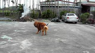 西藏獒犬Tibetan MastiffVS台灣土狗Formosan Dog [upl. by Eimak]