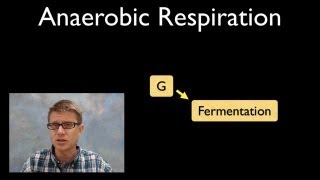 Anaerobic Respiration [upl. by Ronnholm]