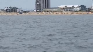 Dolphins  Sea Rocket Speed Boat  Ocean City MD [upl. by Omolhs]