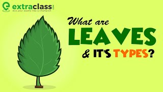 What are leaves and its types  Biology  Extraclasscom [upl. by Jaquelin]