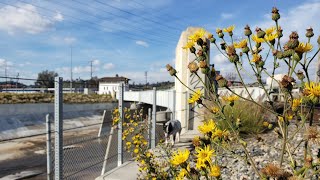 The Plant Ecology of Sewage and Petrochemical Effluent  Botanizing the Los Angeles River [upl. by Anolla]