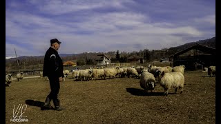 La poale de Parang intre mioare il gasim pe Galatan Petru harnic momarlan din Petrila Valea Jiului [upl. by Fermin45]