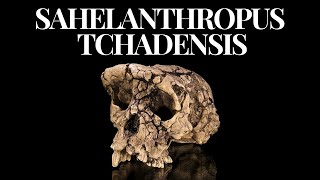 Was This The First Human Ever Sahelanthropus tchadensis [upl. by Jarus248]