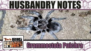 Grammostola Pulchra Brazilian Black Husbandry and Rehousing [upl. by Reviel]