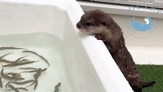 Otters Reaction to Seeing Live Fish for the First Time [upl. by Voccola]