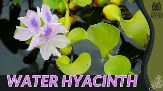 WATER HYACINTH Information Description amp More Eichhornia crassipes [upl. by Enelrad]