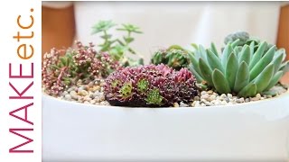 How to plant a succulent bowl  House Plant Tutorial with Isabelle Palmer [upl. by Laucsap]