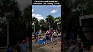 Reaction of Rehabilitated Manatee to Cooling Water shorts [upl. by Trudey648]