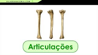 ARTICULAÇÕES DOS OSSOS MEMBRO INFERIOR anatomia fisioterapia medico aula traumatologia ossos [upl. by Nylknarf]