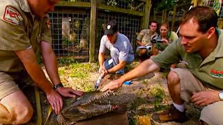 Measuring a Crocodiles Bite  Horizon  BBC Studios [upl. by Swihart]