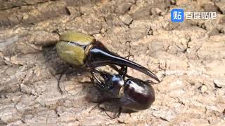 Megasoma actaeon vs Dynastes hercules [upl. by Lisle]