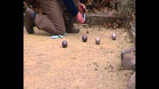 HOS Petanque De Spelregels [upl. by Yelsna]