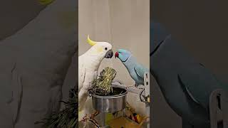 and here we go ＂tickle tummy＂ is back cockatoo funnyparrot parakeet indianringneck parrotsoft [upl. by Naryt620]