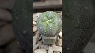 Lophophora williamsii [upl. by Nytsua]