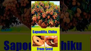 विज से चिकू का पौधा घर पे कैसे उगाएँsapodilla chikoo growing from seeds shorts chikoo [upl. by Fontes]