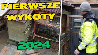 W Świecie Królików 10  Pierwsze wykoty [upl. by Anilem]