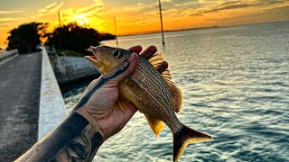 Bridge Fishing in Islamorada Florida ☀️ CATCH CLEAN amp COOK 🎣 fishing floridakeys florida [upl. by Hoi]