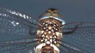 Investigating the Secrets of Dragonfly Flight [upl. by Ahsuas]