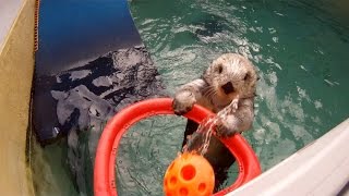 Sea Otter Hoop Dreams [upl. by Nenad]