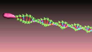 DNA replication animation [upl. by Attelocin]