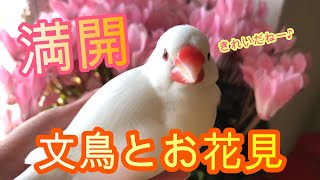 【煌びやか】香り漂う満開のフレグランスシクラメンを見ながら文鳥とお花見♪Flower viewing with bird 文鳥 birds [upl. by Anerahs522]