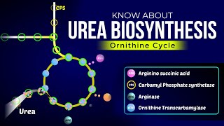 Urea Biosynthesis  Ornithine Cycle  Ureotelism [upl. by Ahsinaw]