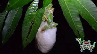 malabar gliding frog rhacophorus malabaricus Mating and nest building [upl. by Oglesby]