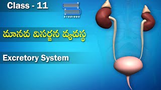 మానవ విసర్జన వ్యవస్థ  Human Excretory System and its functions  Human Anatomy  Class 11 Telugu [upl. by Edie]