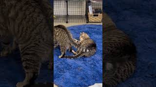 Abba and Aponi Wrassle Time Friends of Felines Rescue Center FFRC [upl. by Anelrihs]