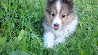 Sheltie puppies  8 weeks litter I [upl. by Toddie700]