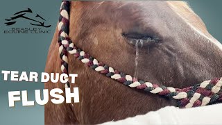 Flushing a Tear Duct on a horse [upl. by Shanna]