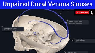 Unpaired Dural Venous Sinuses  Situation  Tributaries  Communications  Confluence of sinuses [upl. by Rocky]