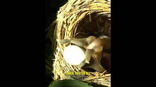 A Cuckoo Chicks Life in a Stolen Home 😭 shorts [upl. by Edme]