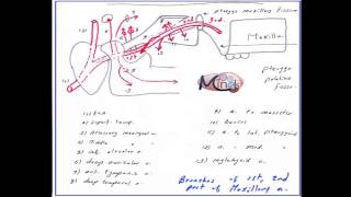 EP 23 HampN Maxillary artery and pterygopalatine fossa and Pterygoid venous Plexus [upl. by Wells921]