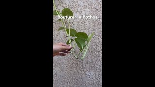 BOUTURER le POTHOS ou LIERRE du DIABLE🌿FACILE [upl. by Roxane]