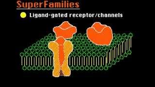 Ion Channels [upl. by Zeugirdor451]