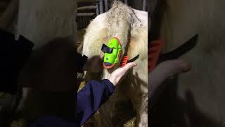 New red rubber How to Fit a Moocall calving sensor to a large tail [upl. by Papert993]