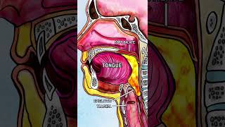 ANATOMY OF SWALLOWING DEGLUTITION anatomy song health animation physiology digestion [upl. by Ailemap]