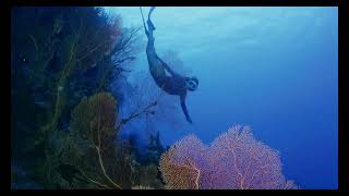 25m Dive to Gorgonian Fans in The Coral Sea [upl. by Marguerite]