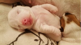 Jack Russell Puppies  Time Lapse [upl. by Ahtabbat]