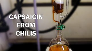 How to extract capsaicinoids from chili peppers [upl. by Garrison]