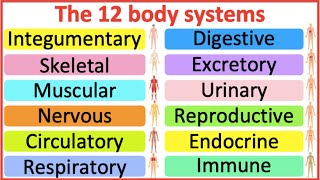 12 Organ Systems  Roles amp functions  Easy science lesson [upl. by Enitsyrk]