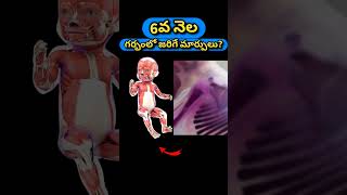 6వ నెల గర్భంలో జరిగే మార్పులు  6 Months pregnancy baby growth [upl. by Oinegue]