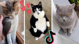 Funny Cats of TikTok Compilation  Cutest Kittens TIK TOK [upl. by Aileahcim526]