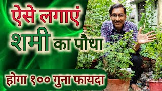 ऐसे लगाएं शमी का पौधा 🪂 होगा १०० गुना अधिक फायदा  Grow Prosopis Shami for Best Results [upl. by Suryt825]