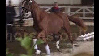 wwwsporthorsesonlinecom 2013 Hanoverian dressage stallion [upl. by Ayotaj445]