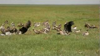 Vultures Eating Dead Zebra in Serengeti [upl. by Quigley]