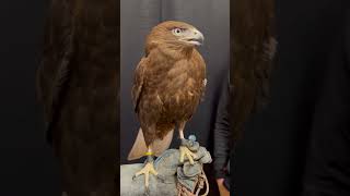 Redtailed hawk X Ferruginous hawk hybrid falconry wildlife [upl. by Stonwin]