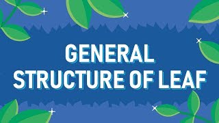 General Structure of Leaf [upl. by Bernie]